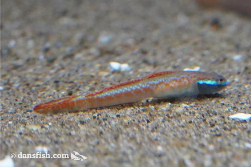 Stiphodon annieae Goby