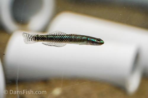 Stiphodon atropurpureus