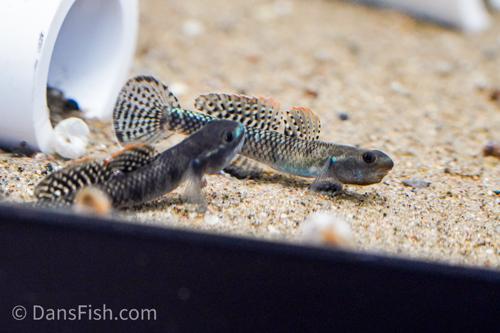 Stiphodon atropurpureus