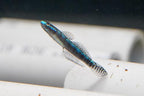 Stiphodon atropurpureus Goby
