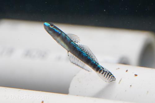 Stiphodon atropurpureus Goby