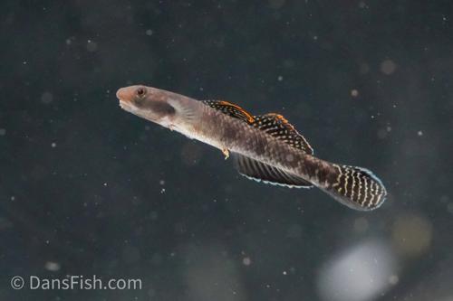 Stiphodon atropurpureus Goby