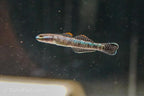 Stiphodon atropurpureus Goby