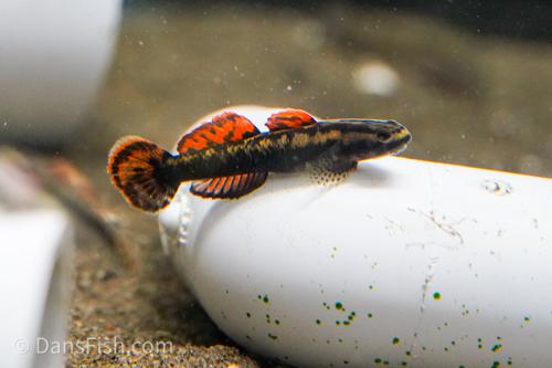 Stiphodon aureofuscus Goby