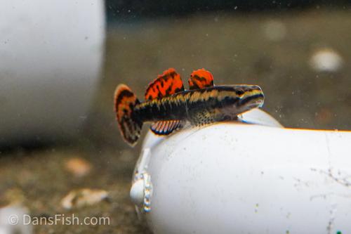 Stiphodon aureofuscus Goby
