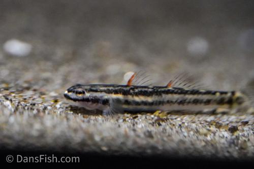 Stiphodon aureofuscus Goby
