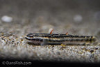 Stiphodon aureofuscus Goby