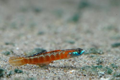 Stiphodon rutilaureus Goby