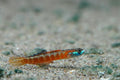 Stiphodon rutilaureus Goby