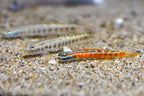 Stiphodon rutilaureus Goby