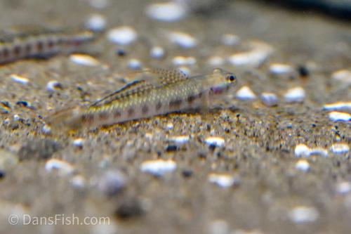 Stiphodon rutilaureus Goby