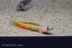 Teardrop Goby