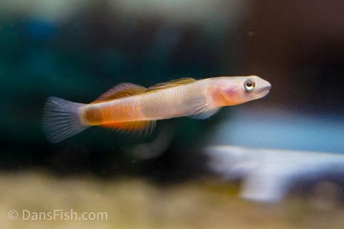 Teardrop Goby