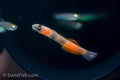Teardrop Goby