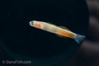 Teardrop Goby