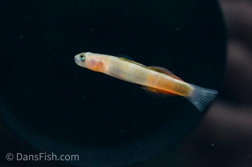 Teardrop Goby