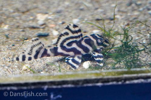 L333 Belo Monte Pleco