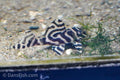 L333 Belo Monte Pleco
