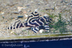 L333 Belo Monte Pleco