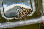 L333 Belo Monte Pleco