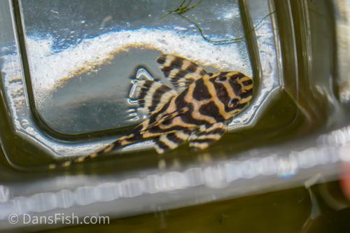 L333 Belo Monte Pleco