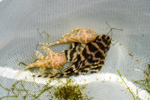 L333 Belo Monte Pleco