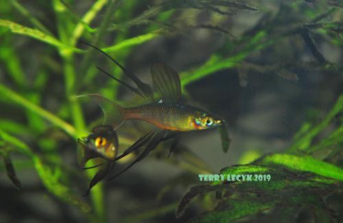 Threadfin Rainbow