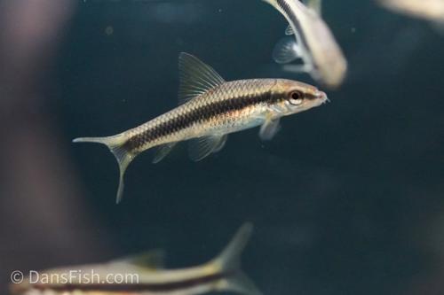 True Siamese Algae Eater