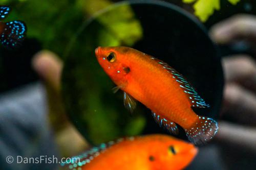 Turkana Jewel Cichlid