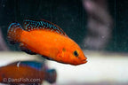 Turkana Jewel Cichlid