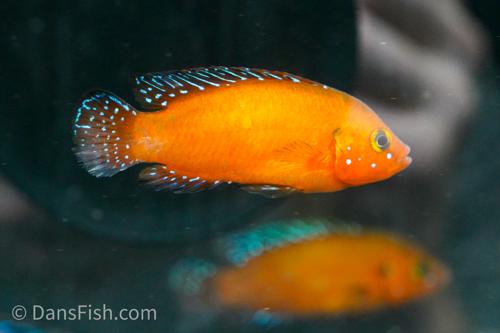 Turkana Jewel Cichlid