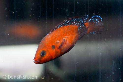Turkana Jewel Cichlid