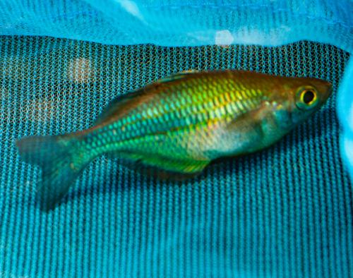 Turquoise Rainbowfish