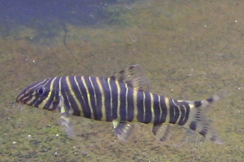 Zebra Loach