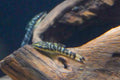 Zebra Otocinclus 'Rio Tigre'
