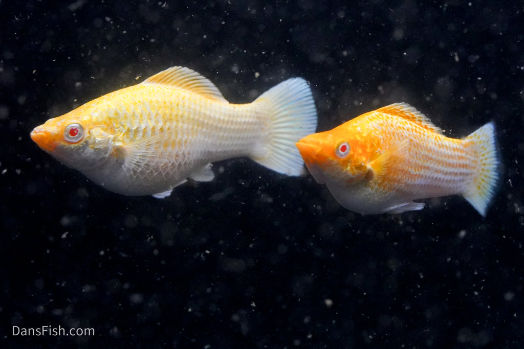 Fancy Albino Golden Sailfin Molly
