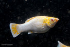 Fancy Albino Golden Sailfin Molly