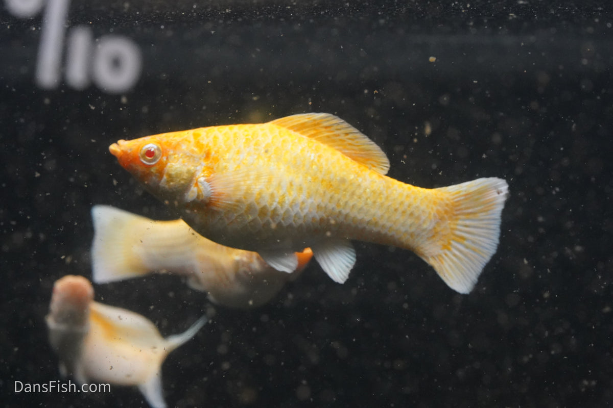 Fancy Albino Golden Sailfin Molly