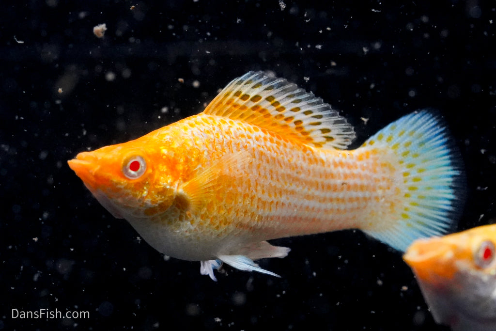 Fancy Albino Golden Sailfin Molly