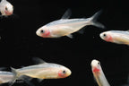 Gold Platinum Rummynose Tetra
