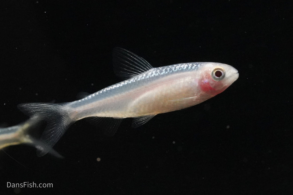 Gold Platinum Rummynose Tetra