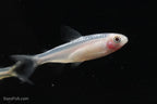 Gold Platinum Rummynose Tetra