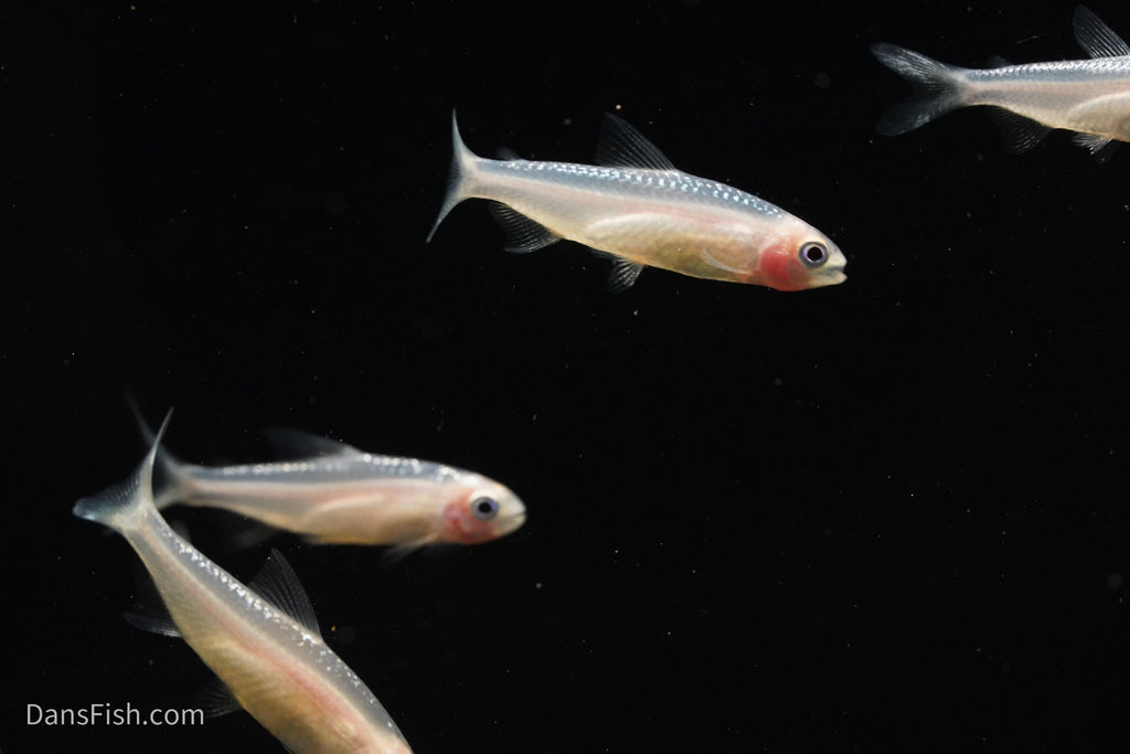 Gold Platinum Rummynose Tetra