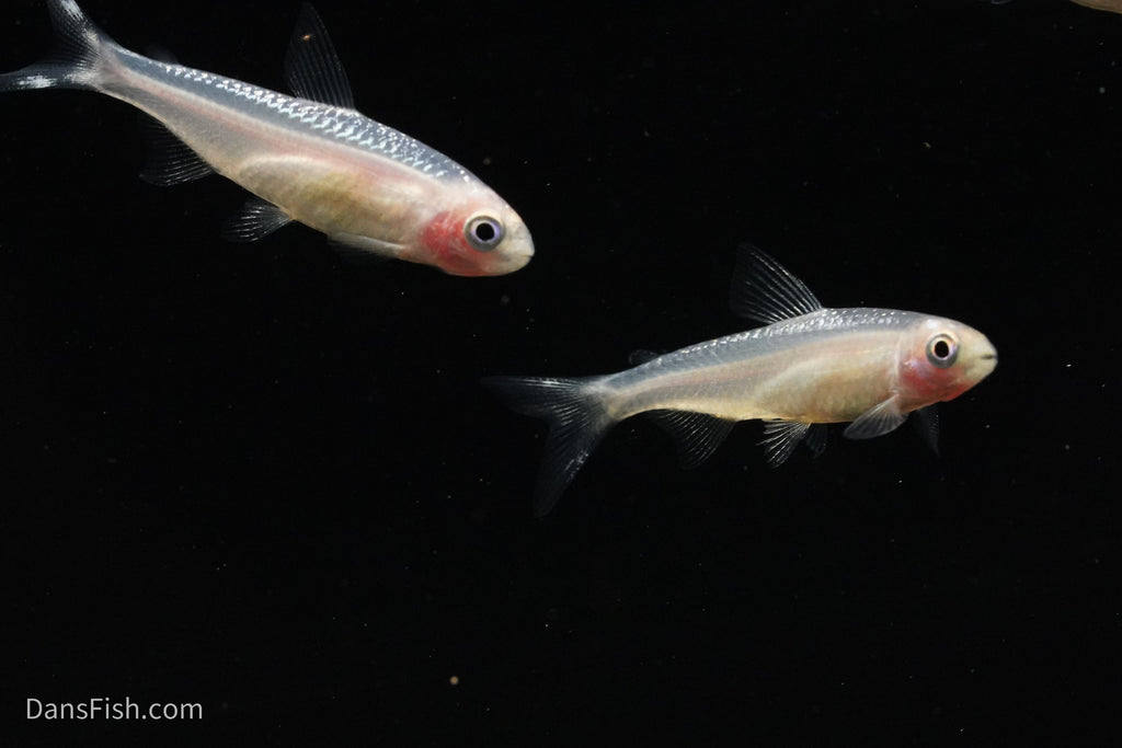 Gold Platinum Rummynose Tetra
