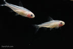 Gold Platinum Rummynose Tetra