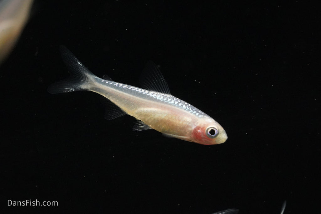 Gold Platinum Rummynose Tetra