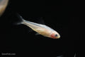 Gold Platinum Rummynose Tetra