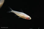 Gold Platinum Rummynose Tetra