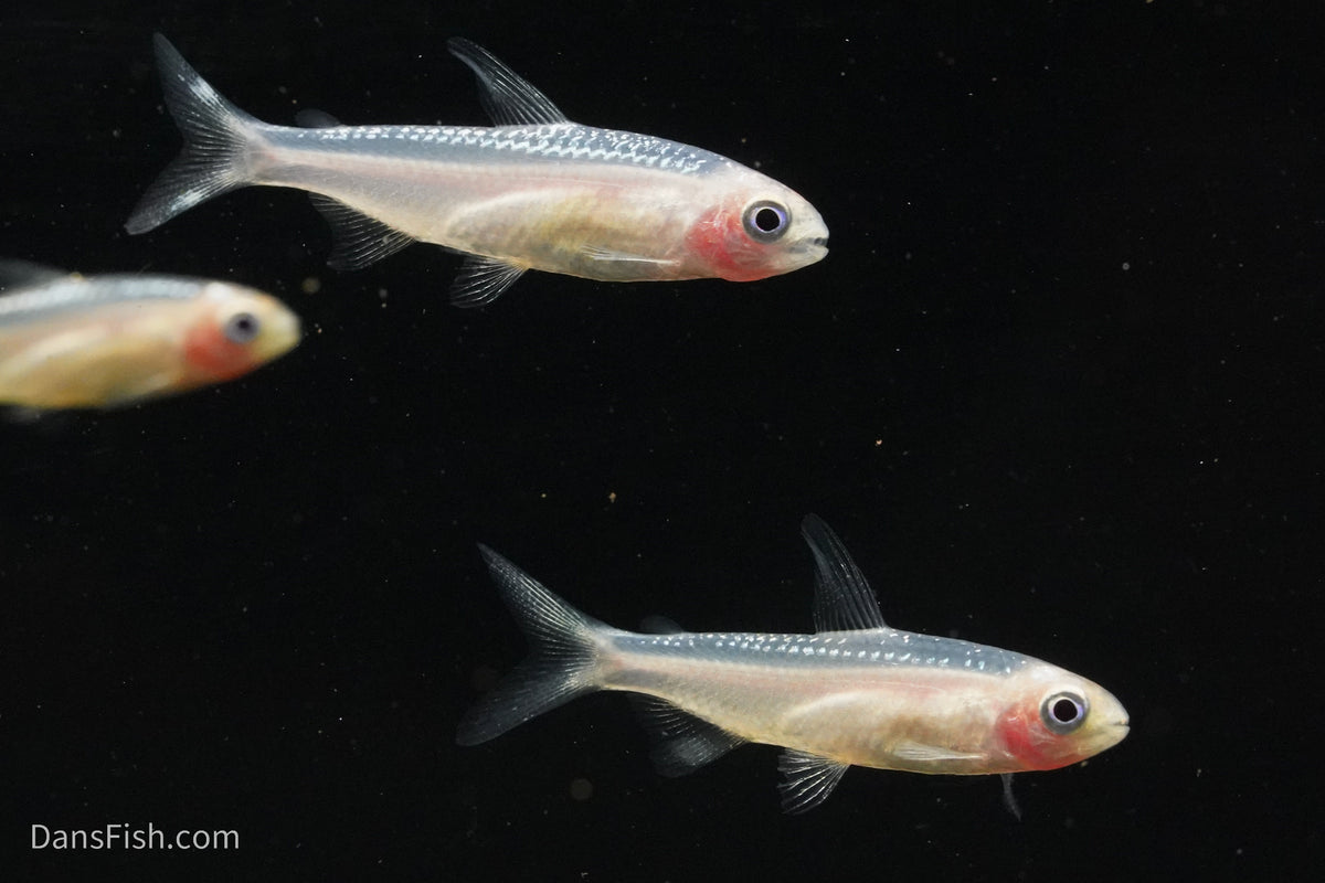 Gold Platinum Rummynose Tetra