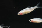 Gold Platinum Rummynose Tetra